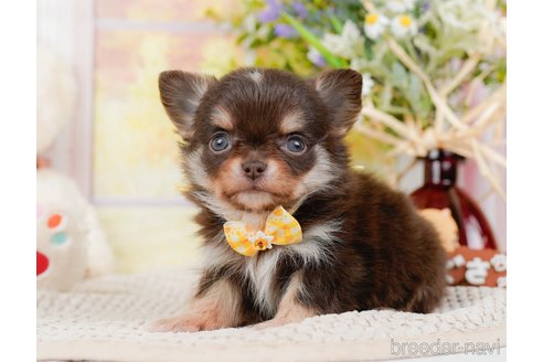 成約済の神奈川県のチワワ(ロングコート)-313286の4枚目