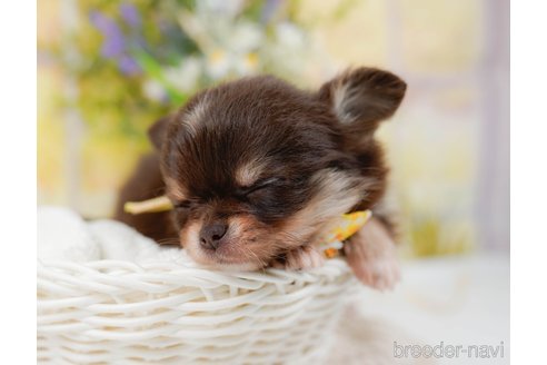 成約済の神奈川県のチワワ(ロングコート)-313286の5枚目