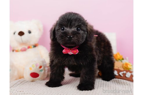 成約済の神奈川県のポメプー:ポメラニアン×トイプードル-313288の10枚目