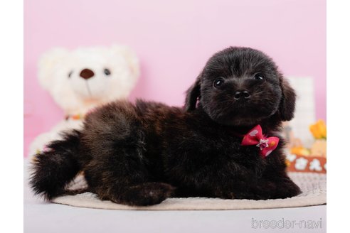 成約済の神奈川県のポメプー:ポメラニアン×トイプードル-313288の9枚目