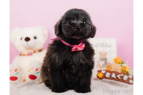 成約済の神奈川県のポメプー:ポメラニアン×トイプードル-313288の6枚目