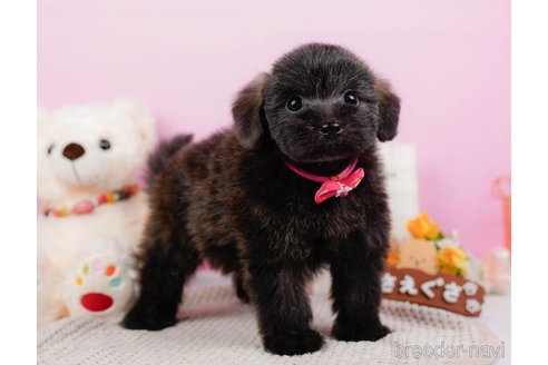 成約済の神奈川県のポメプー:ポメラニアン×トイプードル-313288の1枚目