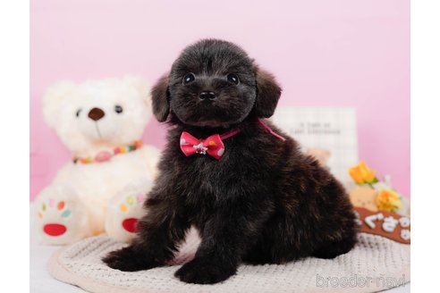 成約済の神奈川県のポメプー:ポメラニアン×トイプードル-313288の7枚目