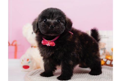 成約済の神奈川県のポメプー:ポメラニアン×トイプードル-313288の2枚目