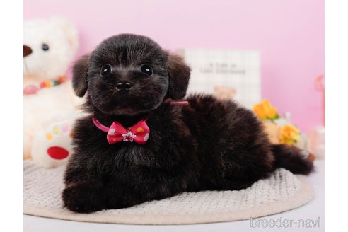 成約済の神奈川県のポメプー:ポメラニアン×トイプードル-313288の3枚目