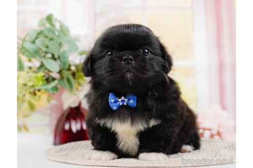 成約済の神奈川県のペキニーズ-313290の3枚目