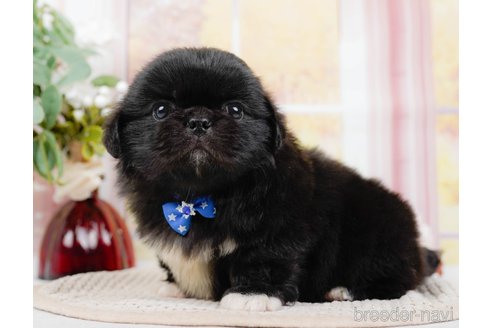 成約済の神奈川県のペキニーズ-313290の6枚目