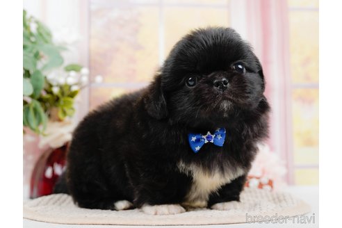 成約済の神奈川県のペキニーズ-313290の8枚目