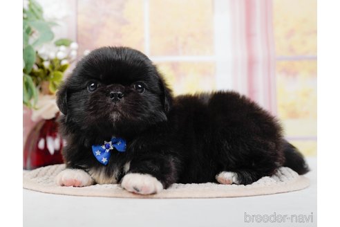 成約済の神奈川県のペキニーズ-313290の1枚目