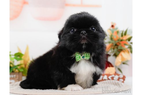 成約済の神奈川県のペキニーズ-313292の7枚目