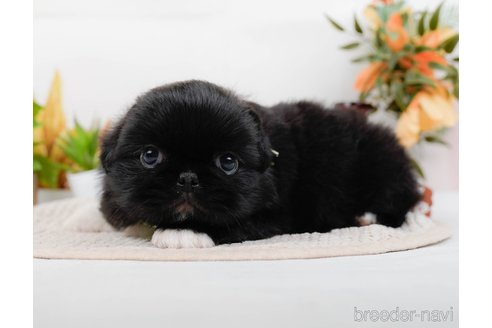 成約済の神奈川県のペキニーズ-313292の10枚目