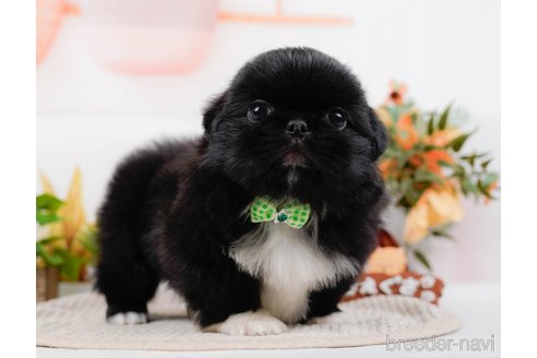 成約済の神奈川県のペキニーズ-313292の2枚目