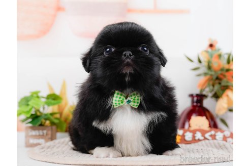 成約済の神奈川県のペキニーズ-313292の3枚目