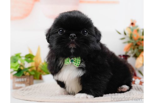 成約済の神奈川県のペキニーズ-313292の4枚目