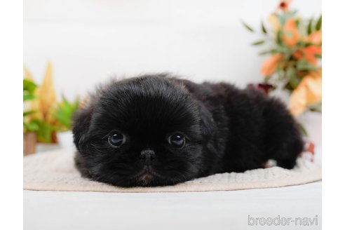 成約済の神奈川県のペキニーズ-313292の5枚目