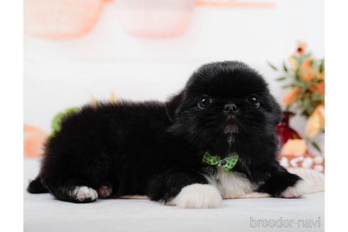 成約済の神奈川県のペキニーズ-313292の1枚目