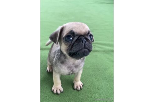 成約済の福岡県のパグ-311231の6枚目