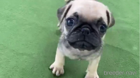 成約済の福岡県のパグ-311231の5枚目