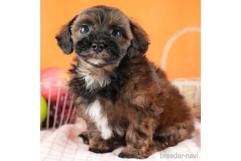 成約済の茨城県のミックス犬-313300の5枚目