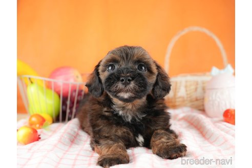 成約済の茨城県のミックス犬-313300の6枚目