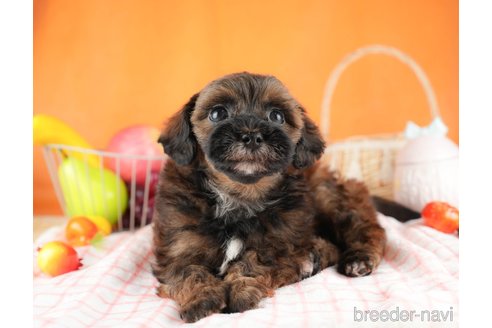成約済の茨城県のミックス犬-313300の3枚目