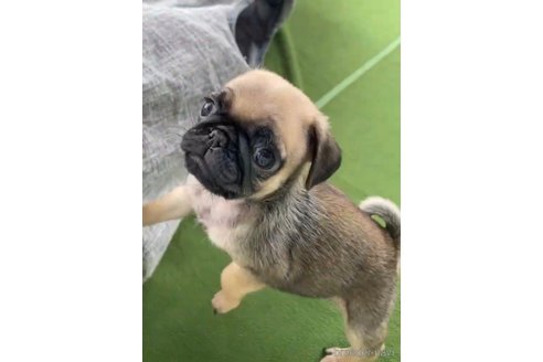 成約済の福岡県のパグ-311234の8枚目