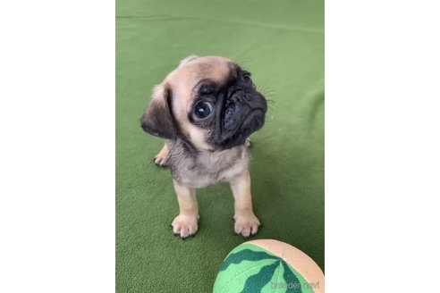 成約済の福岡県のパグ-311234の9枚目