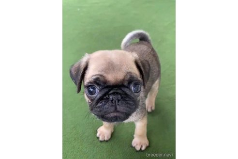 成約済の福岡県のパグ-311234の10枚目