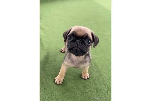 成約済の福岡県のパグ-311234の7枚目