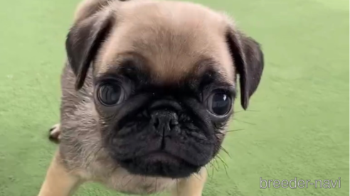 成約済の福岡県のパグ-311234