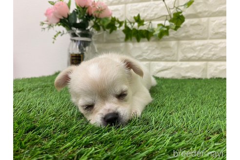成約済の岡山県のチワワ(ロングコート)-313308の8枚目