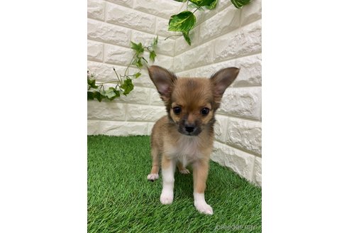 岡山県のチワプー:チワワ×トイプードル｜女の子・2024/03/18生まれ・フォーン＆ホワイト（子犬ID：313315）｜ブリーダーナビ