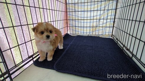 成約済の茨城県のチワマル:チワワ×マルチーズ-310996の5枚目