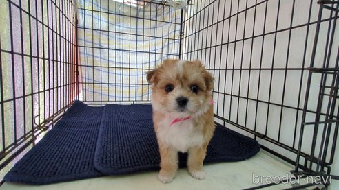 成約済の茨城県のチワマル:チワワ×マルチーズ-310996の4枚目