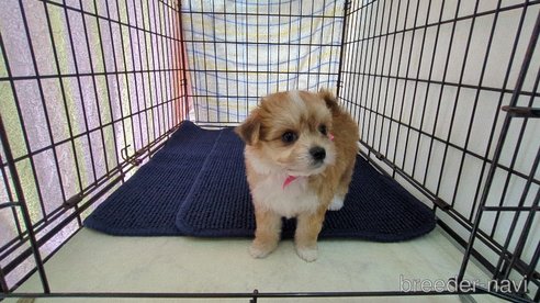成約済の茨城県のチワマル:チワワ×マルチーズ-310996の3枚目
