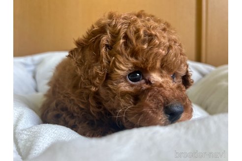 成約済の茨城県のトイプードル-313321の3枚目