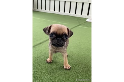 成約済の福岡県のパグ-311238の6枚目