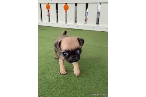 成約済の福岡県のパグ-311238の7枚目