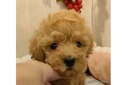 成約済の愛知県のティーカッププードル-311059の3枚目