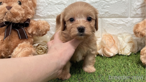 成約済の福岡県のマルックス:マルチーズ×ミニチュアダックスフンド-304257の5枚目