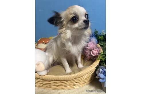 コナツちゃん1枚目