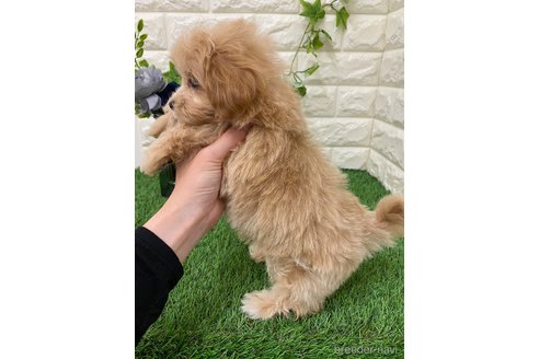 成約済の岡山県のマルプー:マルチーズ×トイプードル-313382の7枚目
