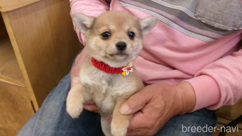 成約済の佐賀県のミックス犬-312577の5枚目