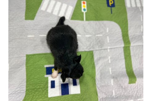 成約済の愛知県のチワワ(ロングコート)-313505の4枚目