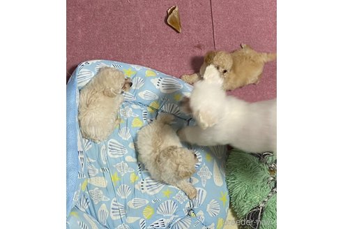 成約済の香川県のトイプードル-313520の4枚目