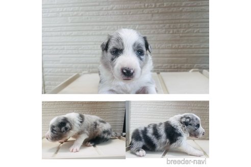 成約済の愛知県のボーダーコリー-313531の13枚目