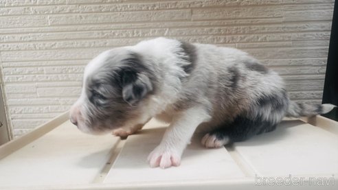 成約済の愛知県のボーダーコリー-313531の11枚目