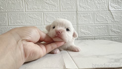 成約済の鹿児島県のマルックス:マルチーズ×ミニチュアダックスフンド-310364の3枚目