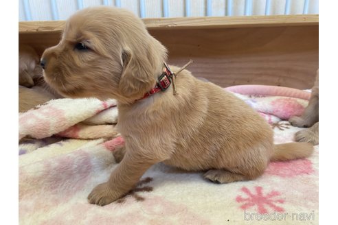 販売中の神奈川県のゴールデンレトリーバー-309893の3枚目