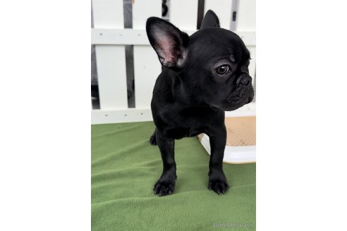 成約済の福岡県のフレンチブルドッグ-296767の9枚目